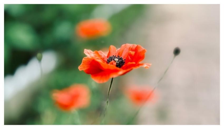 Poppy Nature Hd Wallpaper Natural