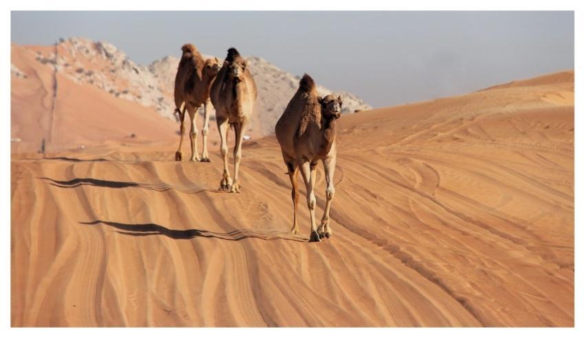 Camels Desert Survival Off-Grid Camel Trek
