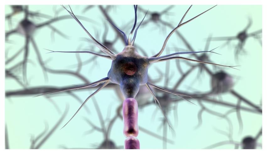 Neurons Neuron Cell Biology Nerves