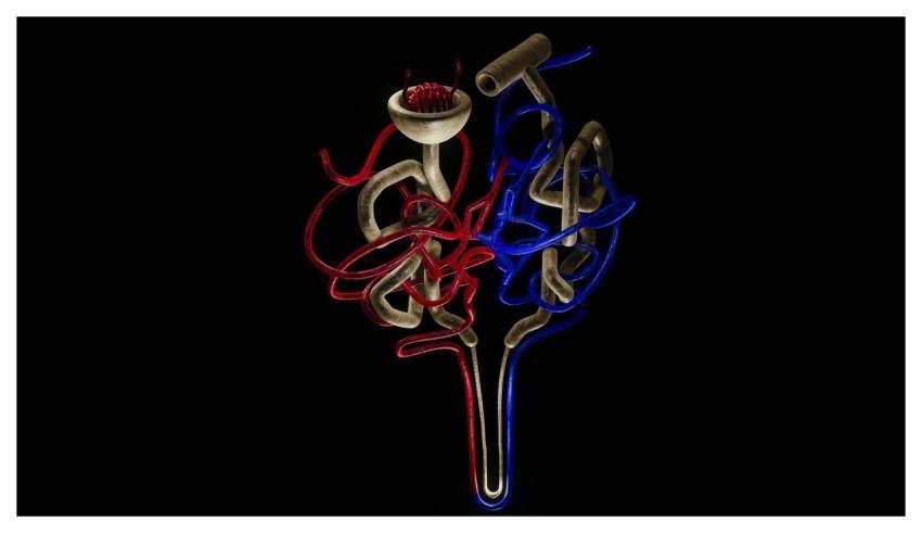 Nephron Kidney Excretory System Human Anatomy