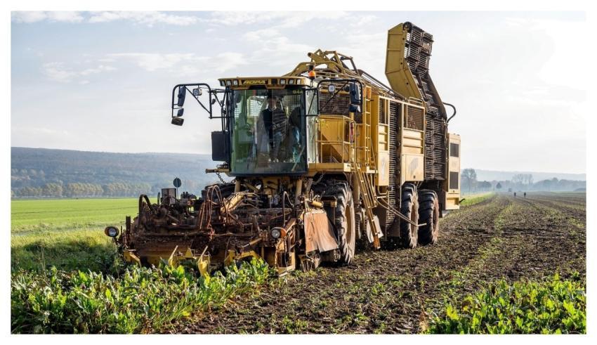 Turnip Sugar Beet Harvest Agriculture