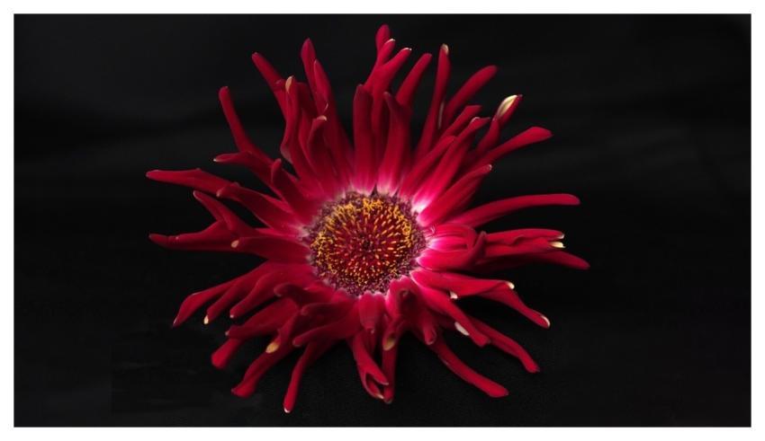 Flower Beautiful Flowers Plant 4K Wallpaper 1920X1