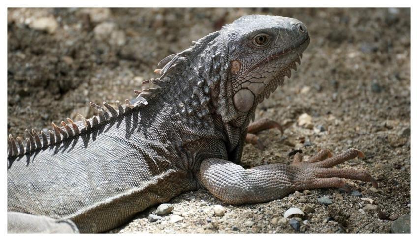 Iguana Lizard Reptile Nature