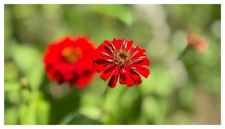 Zinnia Garden Summer Nature