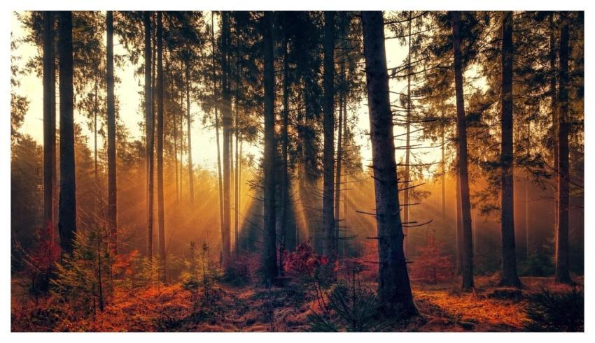 Forest Fog Sunlight Sunbeam