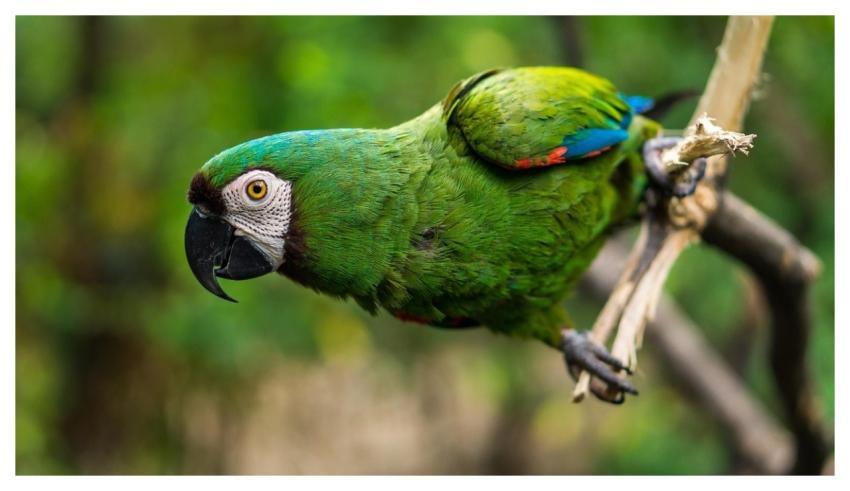 Parrot Bird Perched Animal