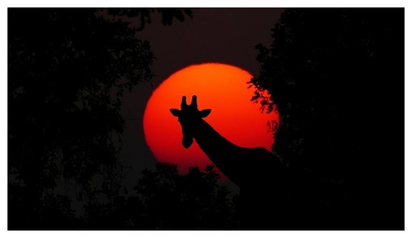 Giraffe Animal Africa Sunset