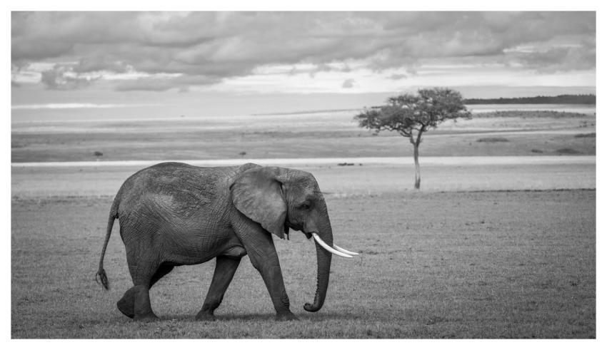 Elephant Africa Nature Black-And-White