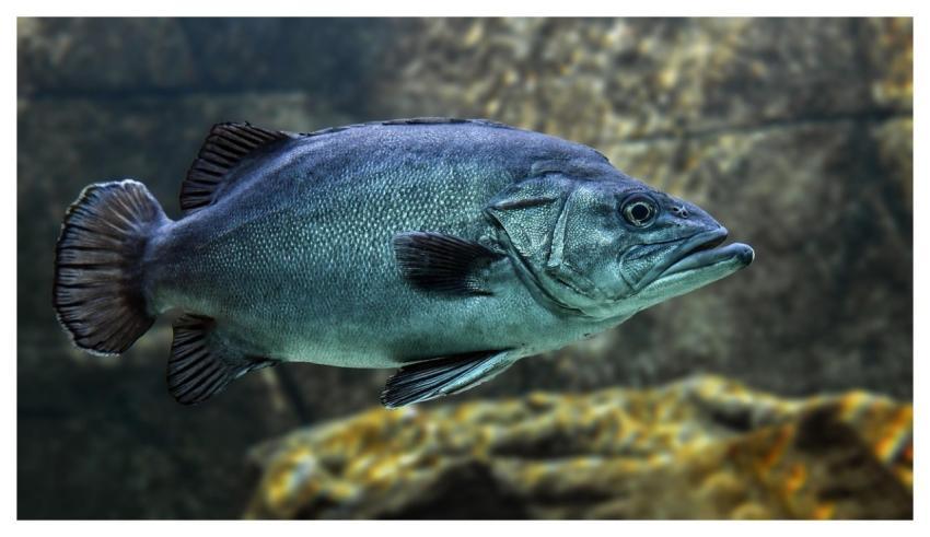 Fish Nature Swim Water