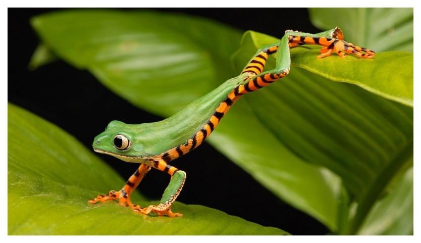 Animal 4K Wallpaper 1920X1080 Frog Nature