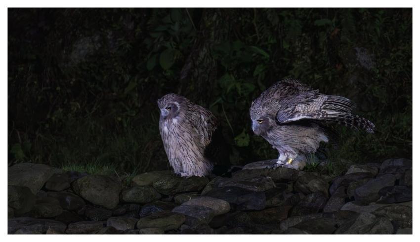 Blakiston Fish Owls Owl Bird Animal