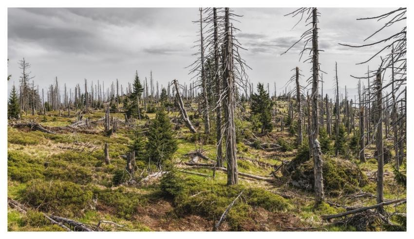 Bavarian Forest Forest Trees Bark Beetle