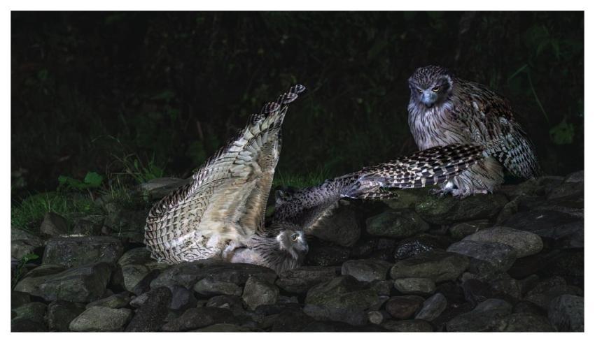 Blakiston Fish Owls Owl Bird Animal