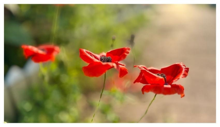 Poppy Natural Flowering Floral Background