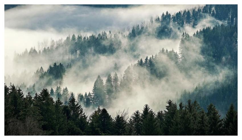 Nature Landscape Forest Trees