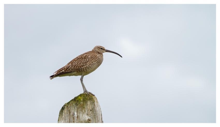 Bird Curlew Nature Wildlife