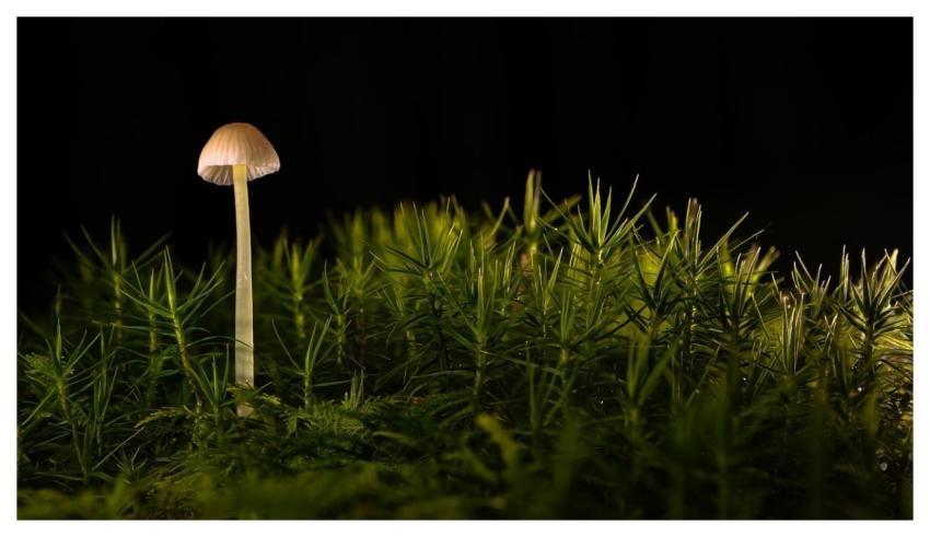 Mushroom Forest Floor Nature Moss