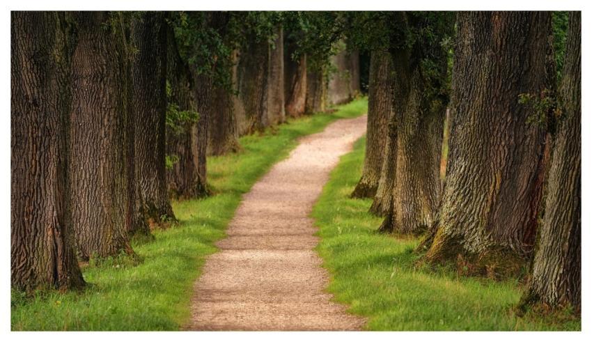 Tree Avenue Path Nature