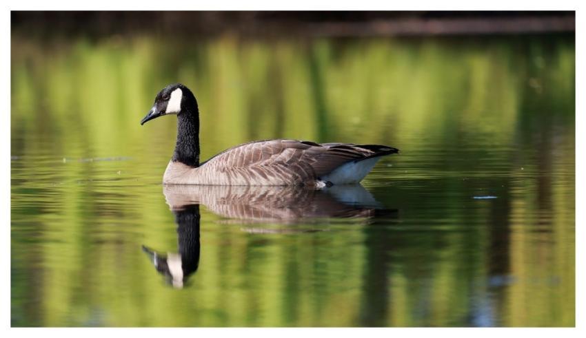 Goose Bird Animal Wildlife