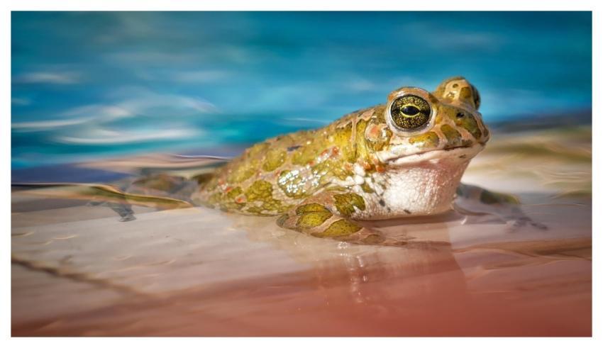 Waters Nature Frog Animal