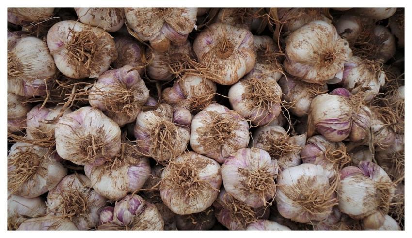 Garlic Health Harvest Well-Being