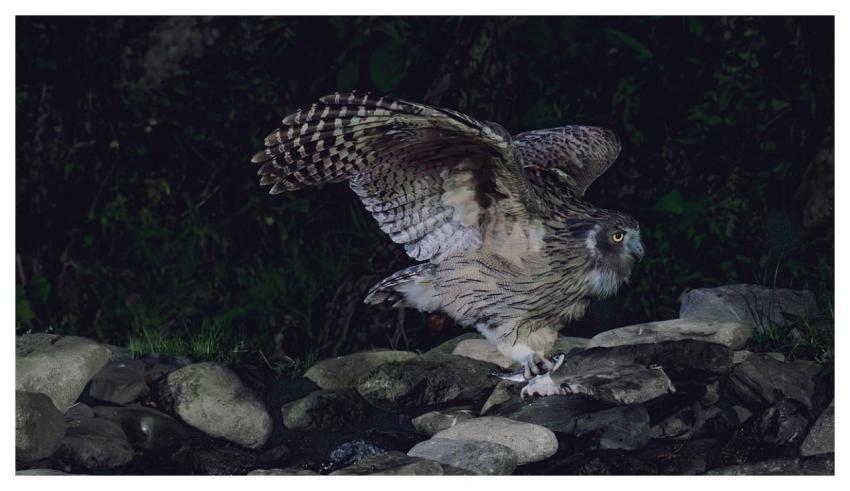 Blakiston's Fish Owl Owl Giant Fish-Owl Bird