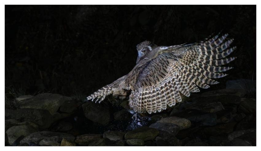 Blakiston Fish Owl Blakiston Eagle Owl Owl Uhu