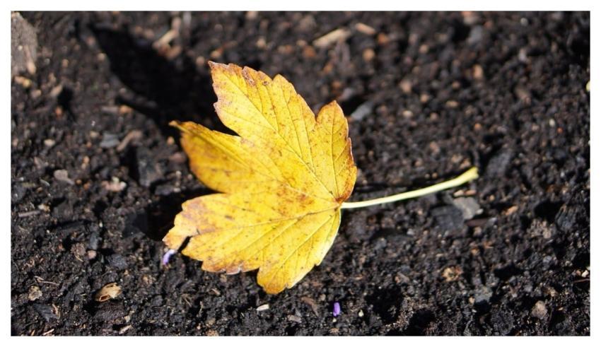 Leaf Nature Fall Autumn Leaves