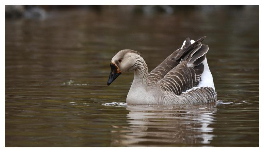 Goose Waterfowl Nature Water