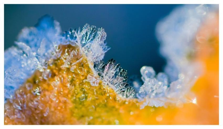 Frost Snow Crystals Snowflakes Macro