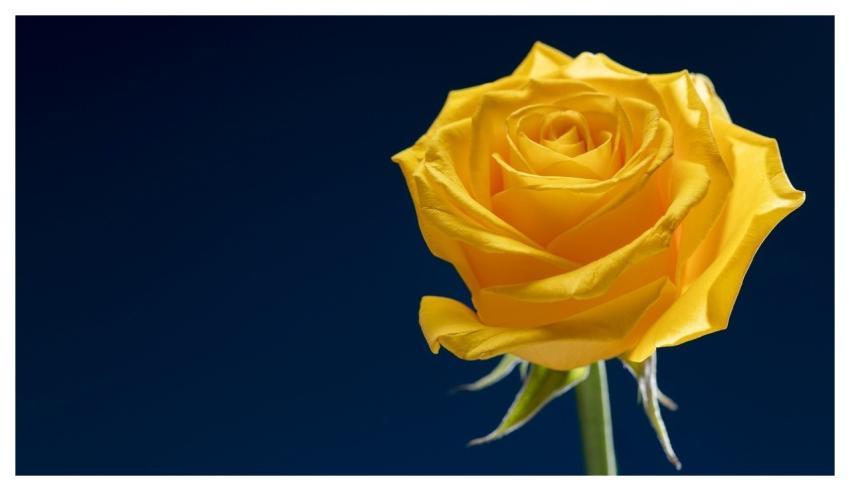 Heart Full Hd Wallpaper Love Symbol