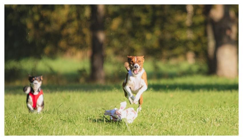 Dog Running Beautiful Field