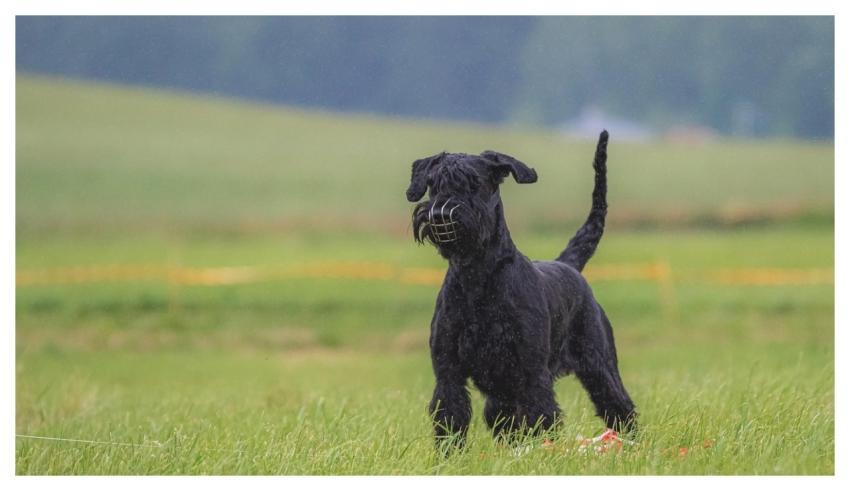 Dog Animal Running Beautiful