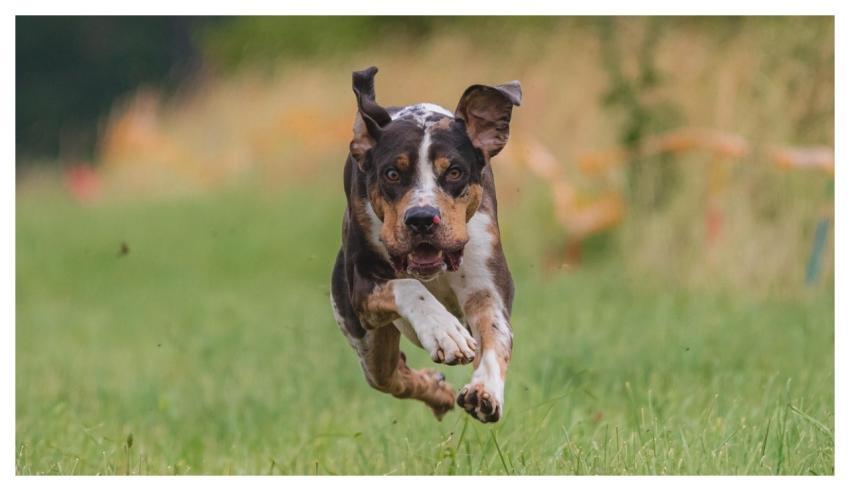 Dog Running Beautiful Field