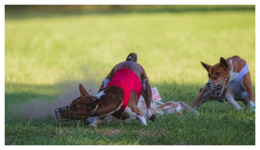 Dog Animal Running Beautiful