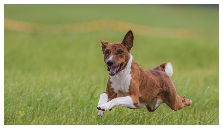 Dog Pet Running Beautiful