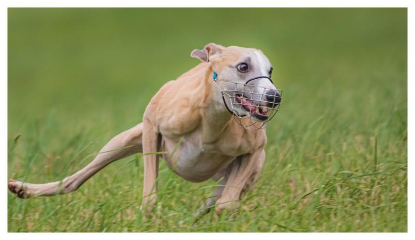 Dog Running Pet Beautiful