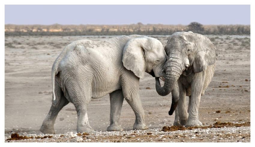 Elephants Animals Safari African Bush Elephants
