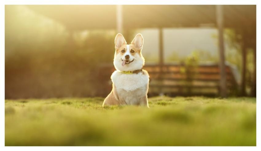Dog Pet Corgi Nature