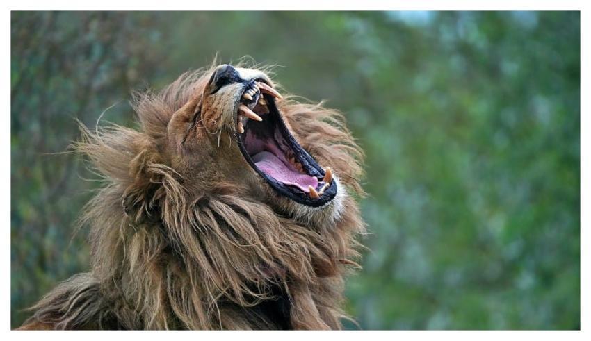 Lion Roared 4K Wallpaper The Teeth