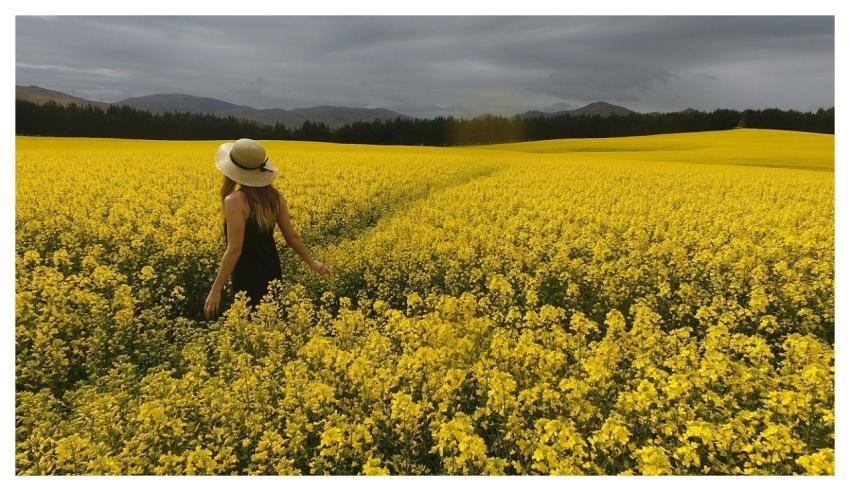 Flowers Flower Background View Beautiful Flowers