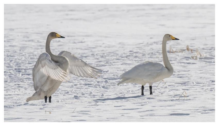 Whooper Swans Swans Birds Cygnus Cygnus