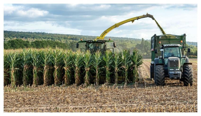 Combine Harvester Harvest Cornfield Corn