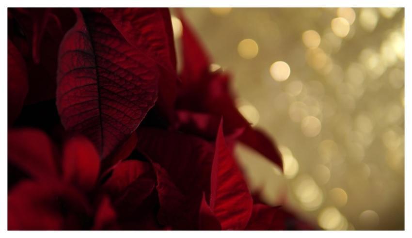 Christmas Red Gold Christmas Star Lights