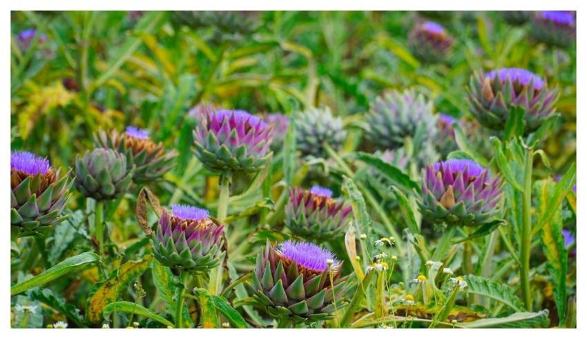 Artichokes Vegetables Food Meal