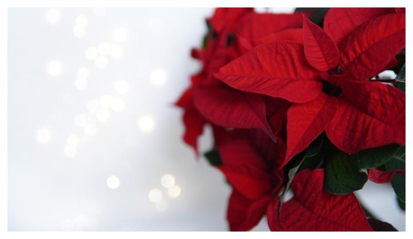 Christmas Red Flowers Free Background Poinsettia