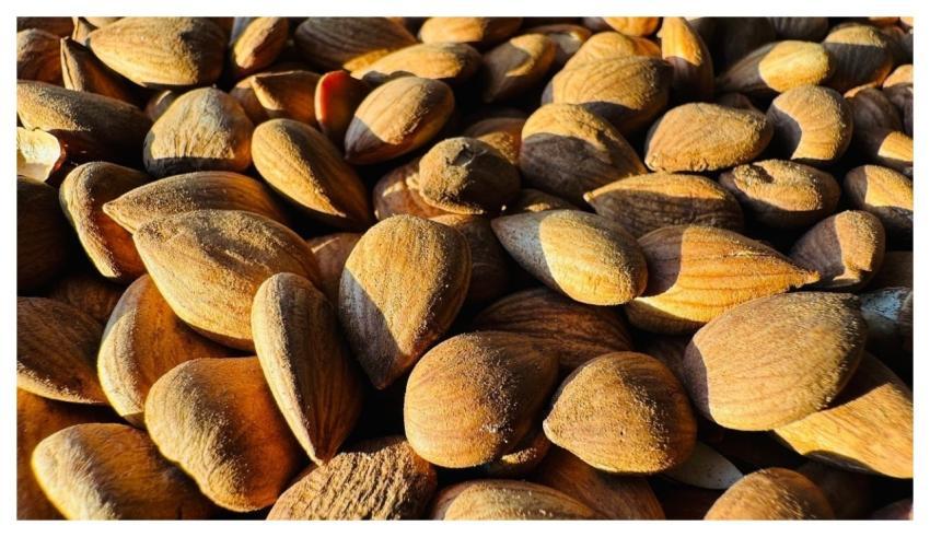 Almond Nut Nutrition Food