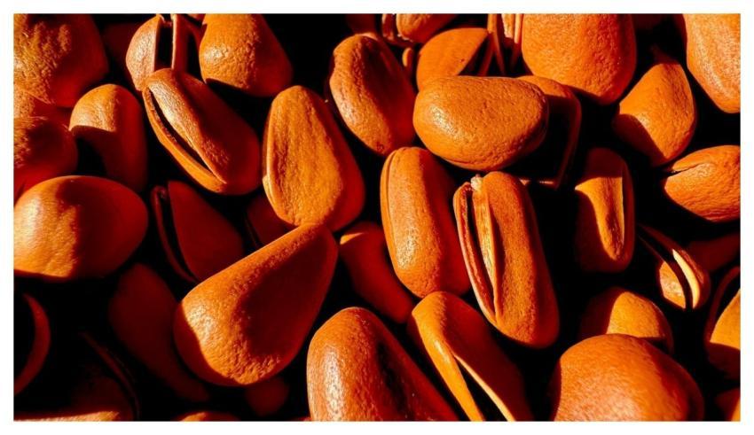 Pine Nuts Food Healthy Tasty