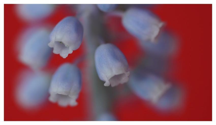 Hyacinth Flower Plant Petals