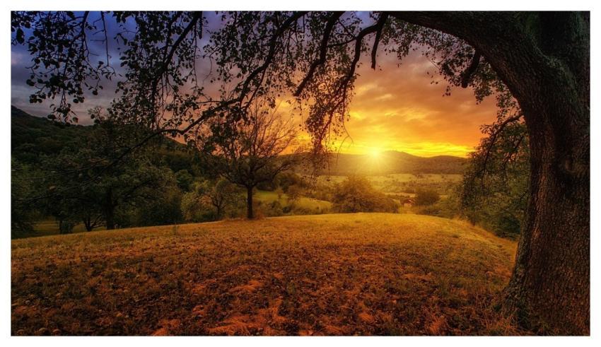 Nature Tree Dawn Landscape
